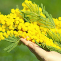 8 Marzo, festa della donna: ecco perché si regala la mimosa