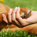 A Maiori un'associazione per la sterilizzazione degli animali domestici