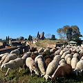 A Pompei risparmio e impatto ambientale con eco pascolo nell'area verde della città antica 