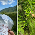 A Ravello rilasciati gruppi di Torymus Sinensis, antagonisti naturali del Cinipide del castagno