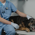 A Roma il primo ospedale veterinario gratuito d’Italia 