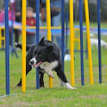 A Sorrento partono i corsi di avvicinamento all'agility dog: come prenotarsi 