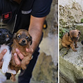 Abbandono di animali: incastrato dalle telecamere un uomo di Ravello 