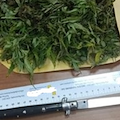 Accoltella il padre e fugge, 40enne arrestata a Nocera Superiore: in casa nascondeva 190 grammi di marijuana