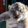 Al Bioparco di Roma è nata una cucciola di Tigre di Sumatra 