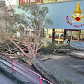 Albero crollato all'Università di Salerno: presentato esposto in Procura