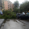 Albero sradicato dal vento si abbatte sulla strada, paura a Salerno 