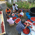 Anche quest'anno si rinnova la tradizione delle conserve di pomodoro in casa Fusco /foto /video