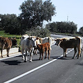 Animali vaganti su strade tra Cava e Valle dell'Irno: Asl si affida a ditta specializzata per cattura