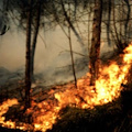 Approvato il Piano antincendio boschivo