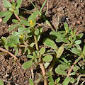 Appunti di cucina povera: la portulaca per l’insalata e la frittata