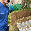 Aria di primavera a Positano, Fabio Fusco assicura: «È il momento migliore per seminare le patate» /FOTO