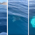 Avvistata Manta mediterranea a Punta Campanella: è tra le specie a rischio estinzione