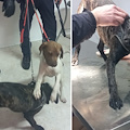 Battipaglia, polizia e ASL sottraggono a senzatetto due cani vittime di maltrattamenti