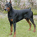 Bimbo azzannato dal dobermann