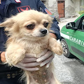 Blitz dei carabinieri forestali di Cava: scoperto allevamento lager di chihuahua