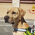 Buon compleanno Ben, il cane al servizio dei Vigili del Fuoco di Salerno