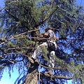 Cade mentre pota un albero: grave uomo di Cava de' Tirreni 