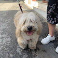 Cagnolino smarrito (o abbandonato) a Castiglione. Si cerca padrone [FOTO]