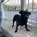 Cagnolino smarrito (o abbandonato) al bivio di Castiglione. Si cerca padrone [FOTO]