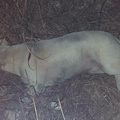 Cane agonizzante e in fin di vita lungo i binari: salvato da macchinista e capotreno