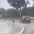 Cane insegue l’auto del padrone che lo ha abbandonato: le immagini strazianti da Posillipo 