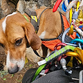 Cani dispersi nel Salernitano: l'intervento dei Vigili del Fuoco 