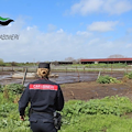 Capaccio Paestum, sequestrata azienda zootecnica per smaltimento illecito di rifiuti e inquinamento ambientale