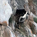 Capra bloccata da giorni a Praiano su una roccia sporgente. Il salvataggio avvenuto ad opera di alcuni cittadini /Video 