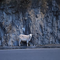 Capra disorientata sulla Statale Amalfitana, periocolo per la viabilità /Foto