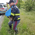 Capriolo ferito lungo l’autostrada A/5: provvidenziale l’intervento della polizia stradale di Torino