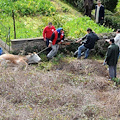 Cattura mucche vaganti, lo sdegno di "Venganch'io" per i metodi brutali