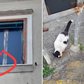 Cava de' Tirreni, gatto resta intrappolato all'interno di un edificio in fase di ristrutturazione 