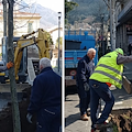 Cava de' Tirreni, in viale Garibaldi piantumati 4 platani: omaggio del Rotary Club metelliano