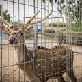 Cava de’ Tirreni: zoo 'abusivo' al Santuario, fra’ Gigino nei guai