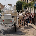 Cavallo stramazza al suolo a Trani per il troppo caldo: trasportava una carrozza per un matrimonio