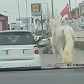 Cavallo trascinato da un’auto nel traffico a Varcaturo: sporta denuncia 