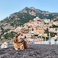 Ciao Sunny, il nostro amico a 4 zampe del buongiorno ci lascia: Buon ponte dell'Arcobaleno!