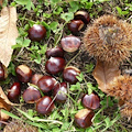 Coldiretti: in Campania crollo storico del raccolto castagne, -90%!