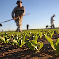 Coldiretti-Symbola: l’agricoltura italiana si conferma la più green d’Europa