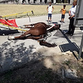 Collassa al suolo davanti alla Reggia di Caserta: muore cavallo usato per il trasporto dei turisti 