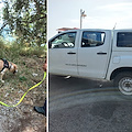 Colonia di gatti morta a Positano: Carabinieri della Forestale a caccia di esche avvelenate