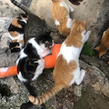 Colonia di gatti morta via Boscariello, la rabbia di "Positano Animali": «Forse avvelenati, quanto lavoro andato in fumo»