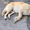 Costa d'Amalfi, ancora animali avvelenati. Lo sfogo del Veterinario diventa virale