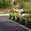 Costa d'Amalfi, c'è un toro sulla strada. Paura e traffico in tilt [FOTO]