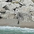 Costa d'Amalfi, cagnetta abbandonata sulla spiaggia del Cavallo Morto: salvata da Guardia Costiera [FOTO]