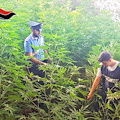 Costiera Amalfitana, scoperta grossa piantagione di cannabis. Carabinieri distruggono 150 piante [FOTO]