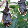 Covid, scoperti nei pipistrelli tre virus "estremamente simili" al Sars-CoV-2: lo studio 