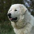 Crudeltà ad Albanella: cane ridotto in fin di vita da bastonate