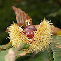 Dopo stragi del Cinipide aumenta raccolto castagne: +25% quest'anno